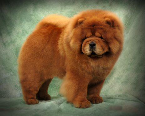 tang quan dog breed